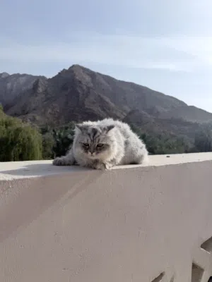 للبيع سنور لعوب ويحب الاطفال