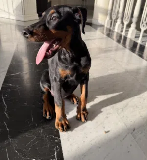 Doberman - Male - 2.5 months - Vaccinated