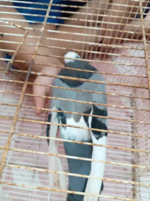 حمام زاجل بوليسي شيرازي