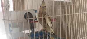 كوكتيل جوز مع فرخ