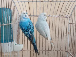 جوز بقلينو ساخن على تدحاي