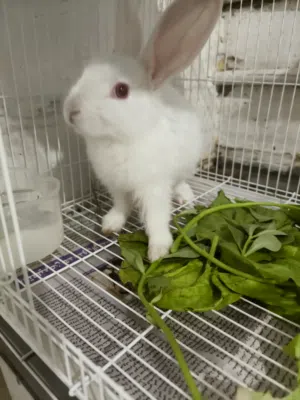 1 small rabbit
