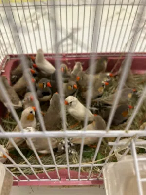 متوفر آخر زوز كوبيات