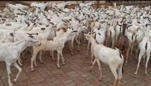 أغنام صوماليه متوسطه بجوده عاليه بيع بجمله