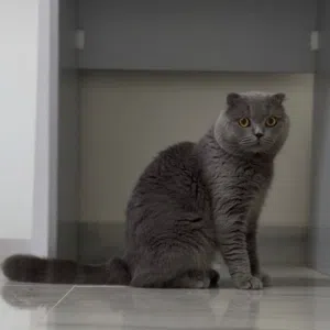 سكوتش فولد بيور اصلي لعشاق التميز