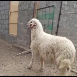 الرازق الله 