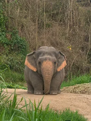 ali 