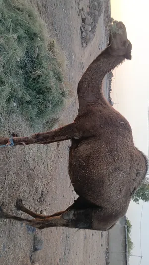 ‏جمال‏2