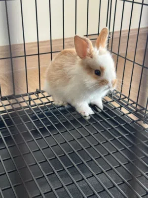 ارنب انثى معً الاكسسوارات