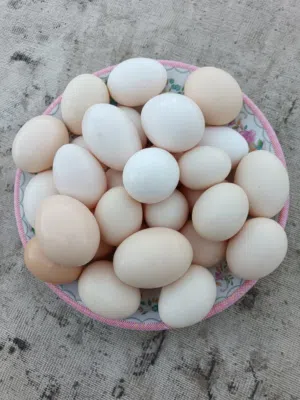بيض عماني طازج من المزرعة