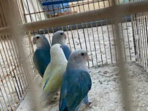 زوز كوبيات روز علي دحي اسعر ساوم ....................................امصوقره في اطويل