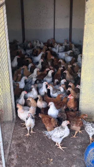 دجاج فرنسي الأحمر و الأبيض الحبه ريال
