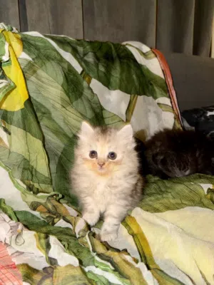Siberian Kitten For Sell