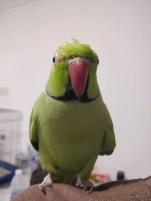 Indian ring neck parrot