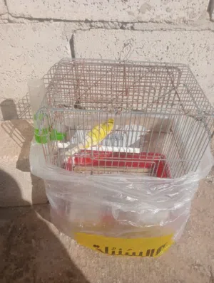 فحل كنار جاهز جيزه للبيع