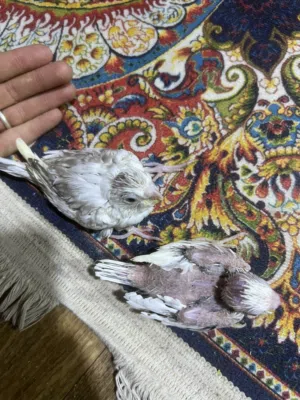 سلام عليكم اربع افراخ كوكتيل إنكليزي