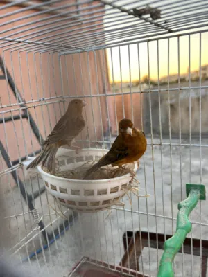 جوز كنار مع فرخ