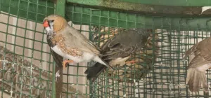 للبيع طيور زيبرا