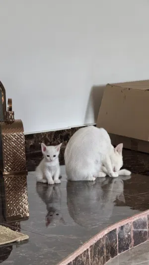 قط صغير و امه للتبني