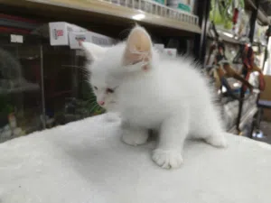 kitten person
