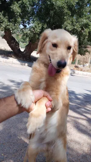 كلب جولدن انثى العمر سنه وكم شهر
