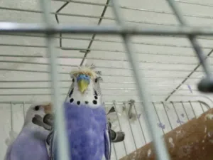 جوز حب هوقو اقرء الوصف