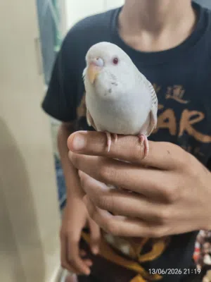 بادجي  البينو عيون حمر مروض ب3  قاطع عس الوصف مهم