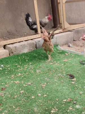 دجاج عرب كلش حلوت صحه خير