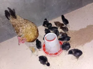 دجاجه عربيه تبارك الله  تحتها 16 شوشاو