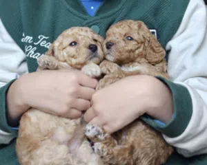 Toy poodle Germany