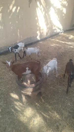تيوس ظفاريات