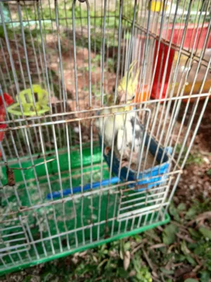 جوزين طيور حب وحبة كوكتيل