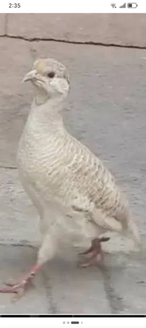 مطلوب صفارد كريمي فرخ