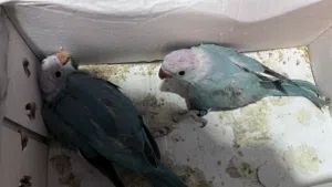 فروخ دره اللون الازرق