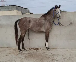 للبيع فلوه عربيه العمر 3 سنوات
