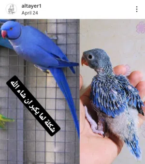 فروخ بيبي متوة نيبالي عس وهولاندي عس ولوفبيرد ربوة