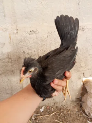 دجاج عرب كويتي