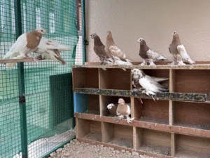 للبيع حمام روسي ازواج منتجه وفيه بعضهن فروخ