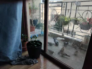 Flowers,plants for gardening and decorating