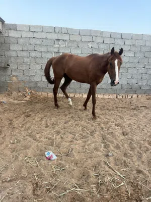 مهره عمرها 36 شهر للبيع