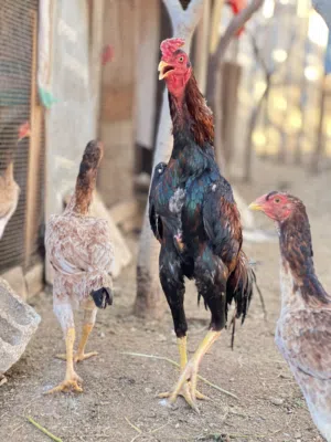 بسم الله لا قوة إلا بالله  متاح مخاليف وبيض باكستاني  من بزره اصليه خط اول