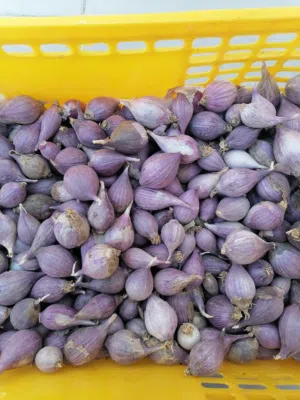 ثوم ذكر من الجبل الأخضر