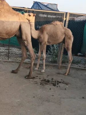 جعود حوار ولد 8شهور تحت امه