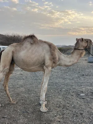 ناقه مدني وسلاله طيبه