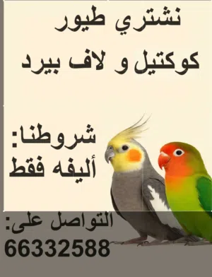 نشتري طيور كوكتيل و لاف بيرد أليفين