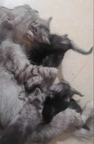 قطط بريطانية طويلة الشعر للبيع