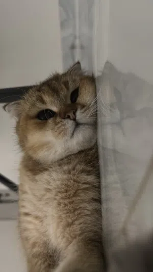 استمارة تزاوج