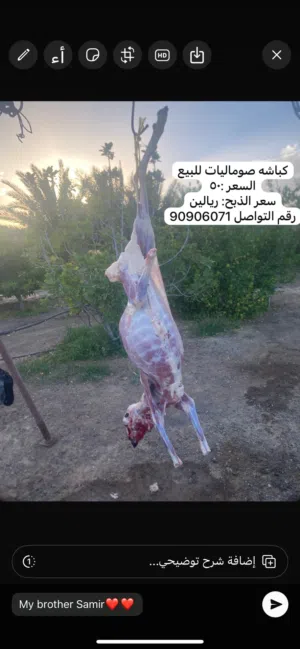 كباشه وجدايه للبيع مطعومات