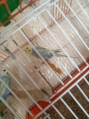 جوزين حب رينبو مستويات حلوة مقفصات اهالي فراخ للبيع او بدل على جوز كوكتيل لاتينو عين حمرا