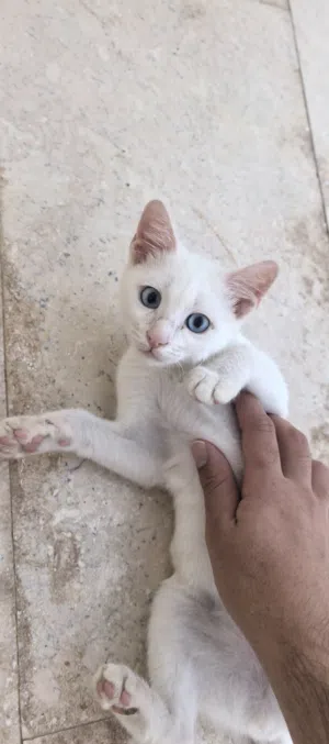 قط مكس صغير في العمر للتبني حركي بزياده